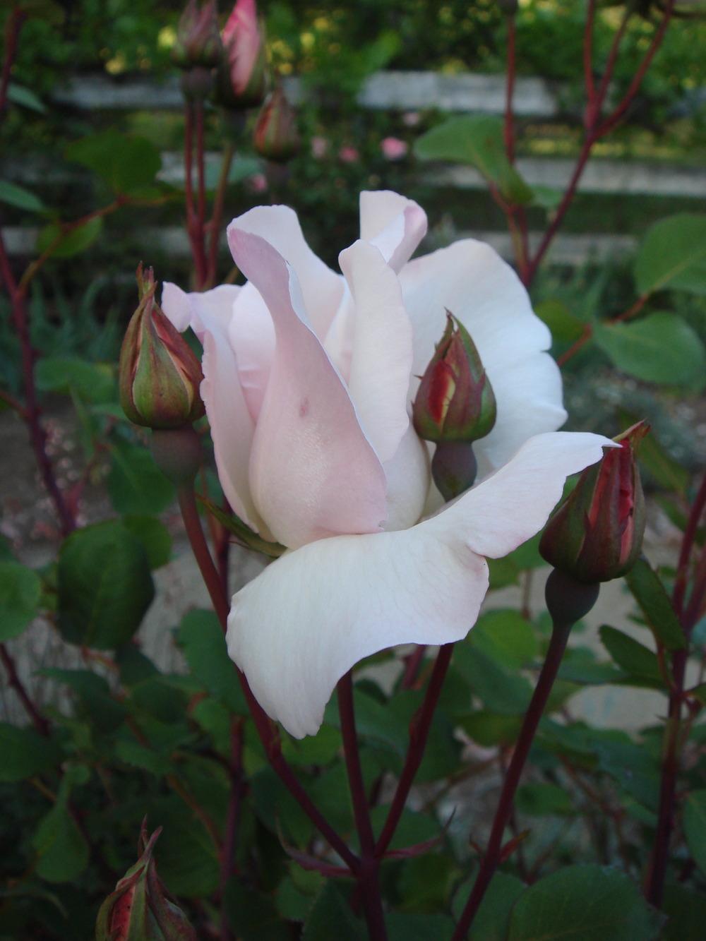 Photo of Rose (Rosa 'Ellen Willmott') uploaded by Henhouse