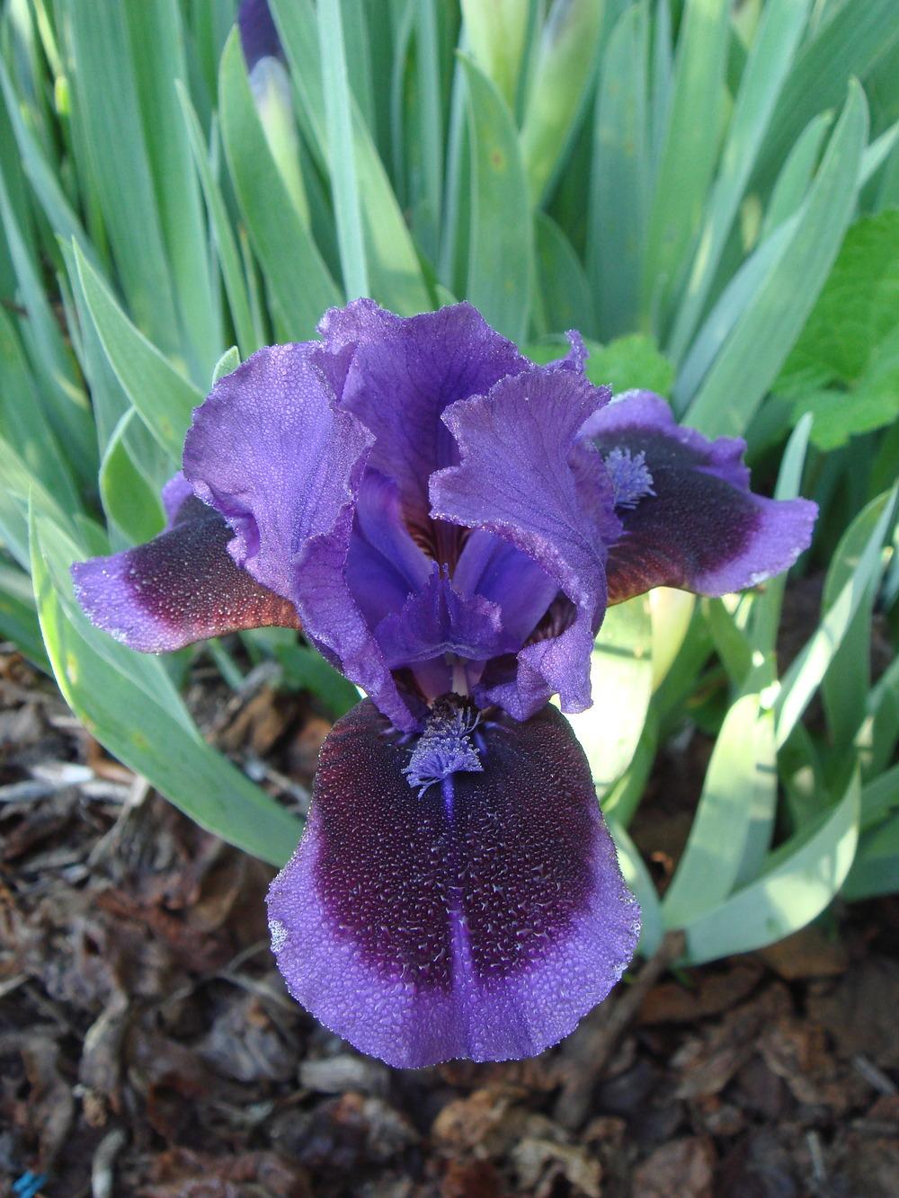 Photo of Standard Dwarf Bearded Iris (Iris 'Little Episode') uploaded by Henhouse