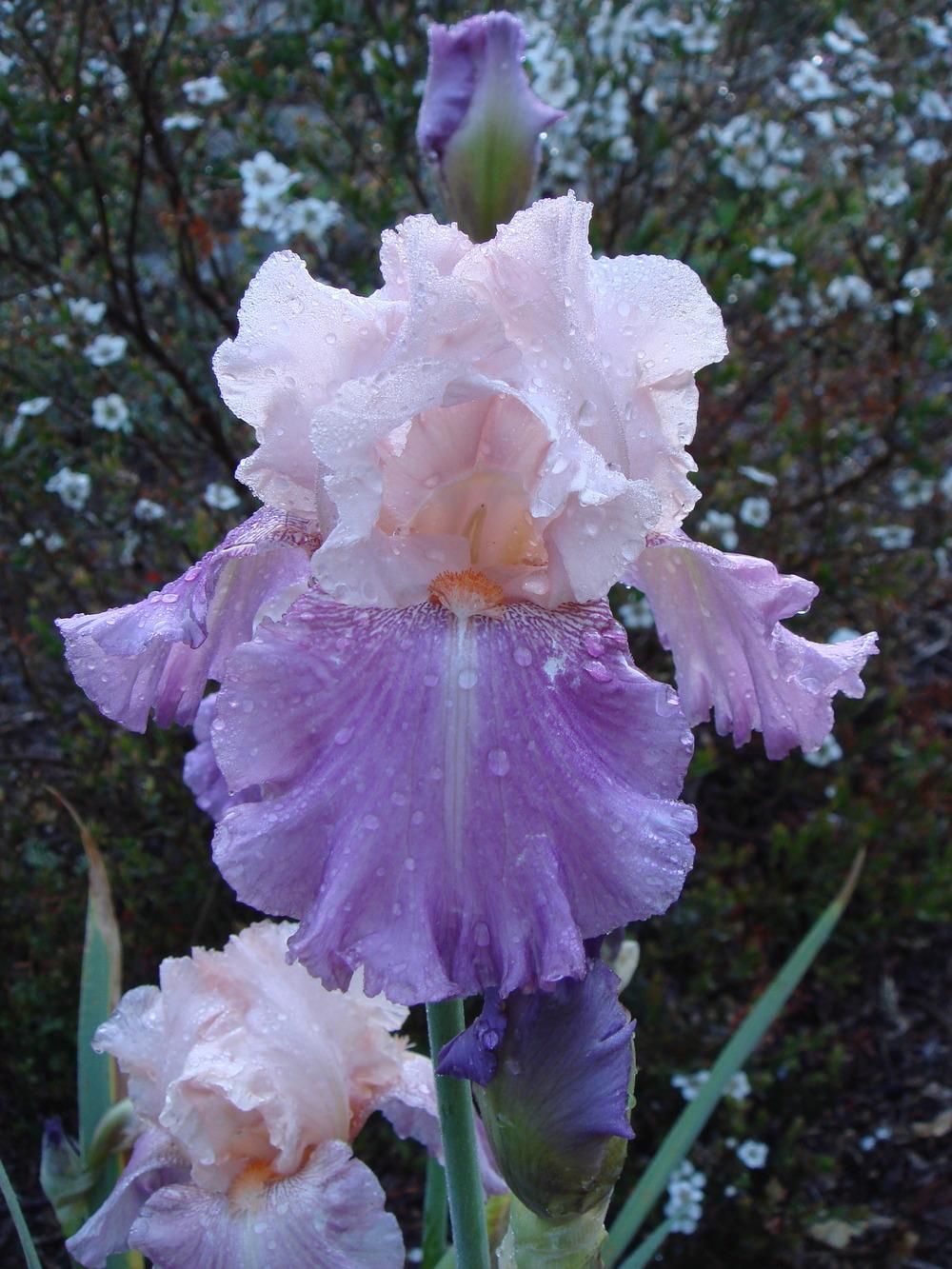 Photo of Tall Bearded Iris (Iris 'Grandma's Pajamas') uploaded by Henhouse