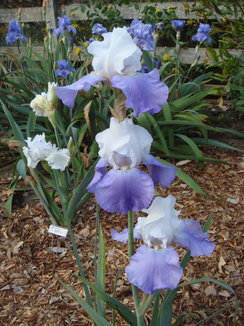 Photo of Tall Bearded Iris (Iris 'Whole Cloth') uploaded by Henhouse