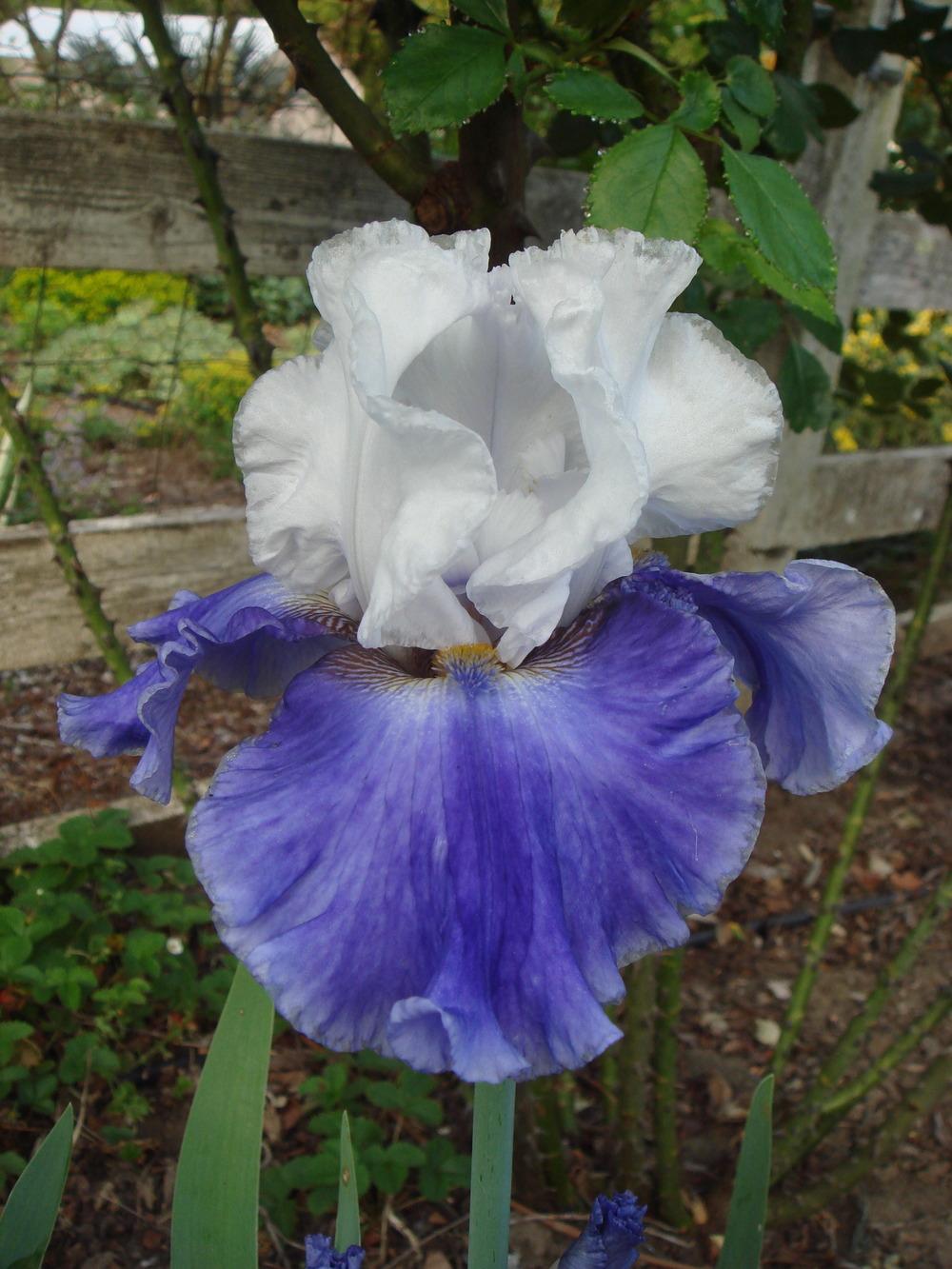 Photo of Tall Bearded Iris (Iris 'Whispering Falls') uploaded by Henhouse