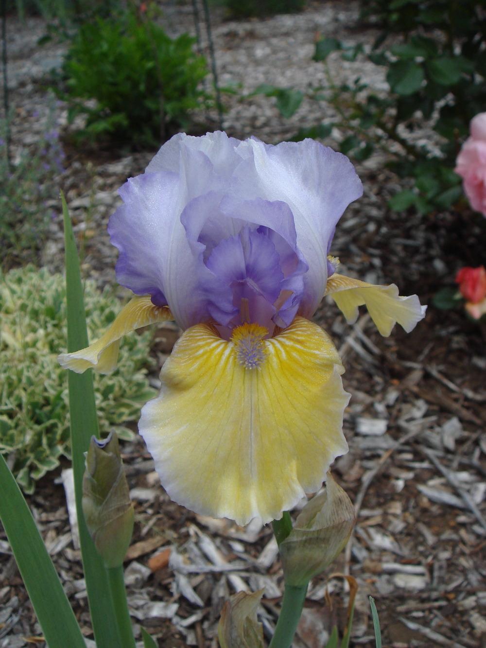 Photo of Intermediate Bearded Iris (Iris 'Bold Statement') uploaded by Henhouse
