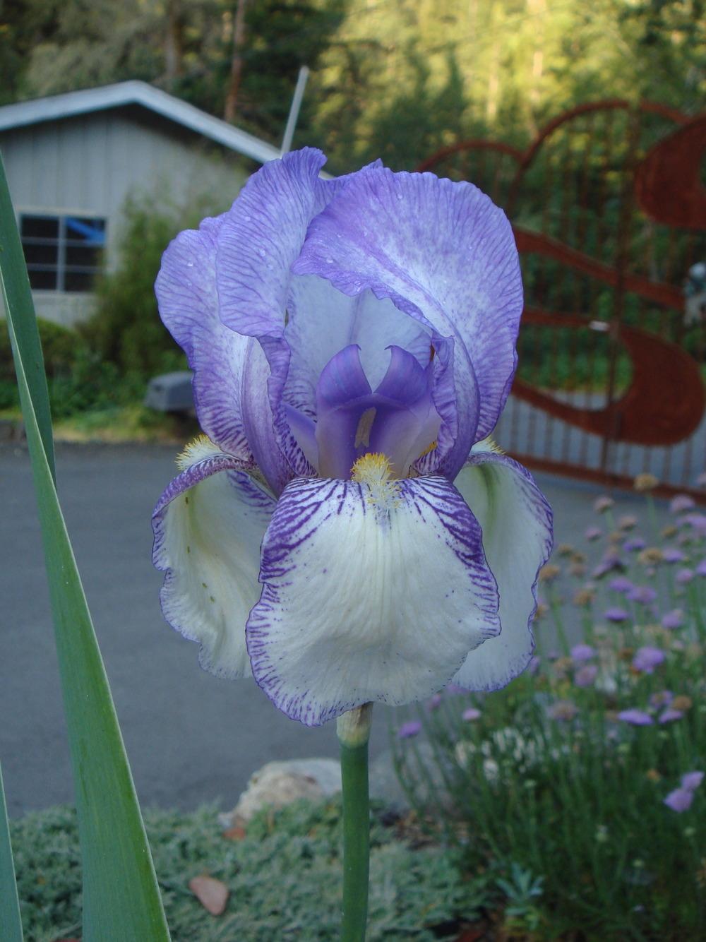 Photo of Tall Bearded Iris (Iris 'San Francisco') uploaded by Henhouse