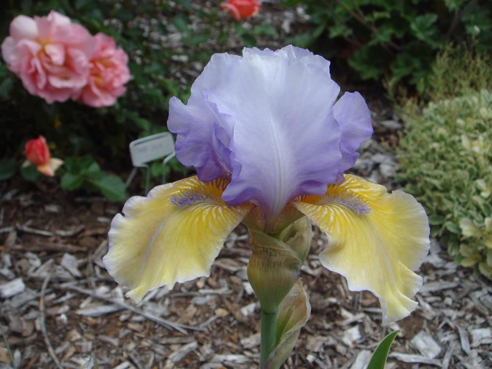 Photo of Intermediate Bearded Iris (Iris 'Bold Statement') uploaded by Henhouse