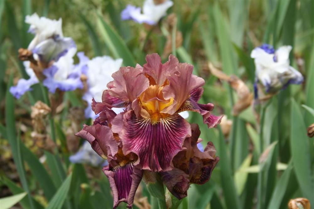 Photo of Tall Bearded Iris (Iris 'Dragon King') uploaded by KentPfeiffer