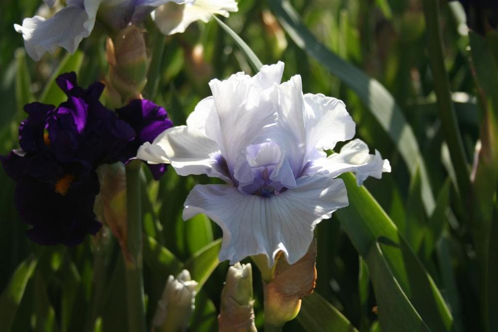 Photo of Tall Bearded Iris (Iris 'Emilo') uploaded by KentPfeiffer