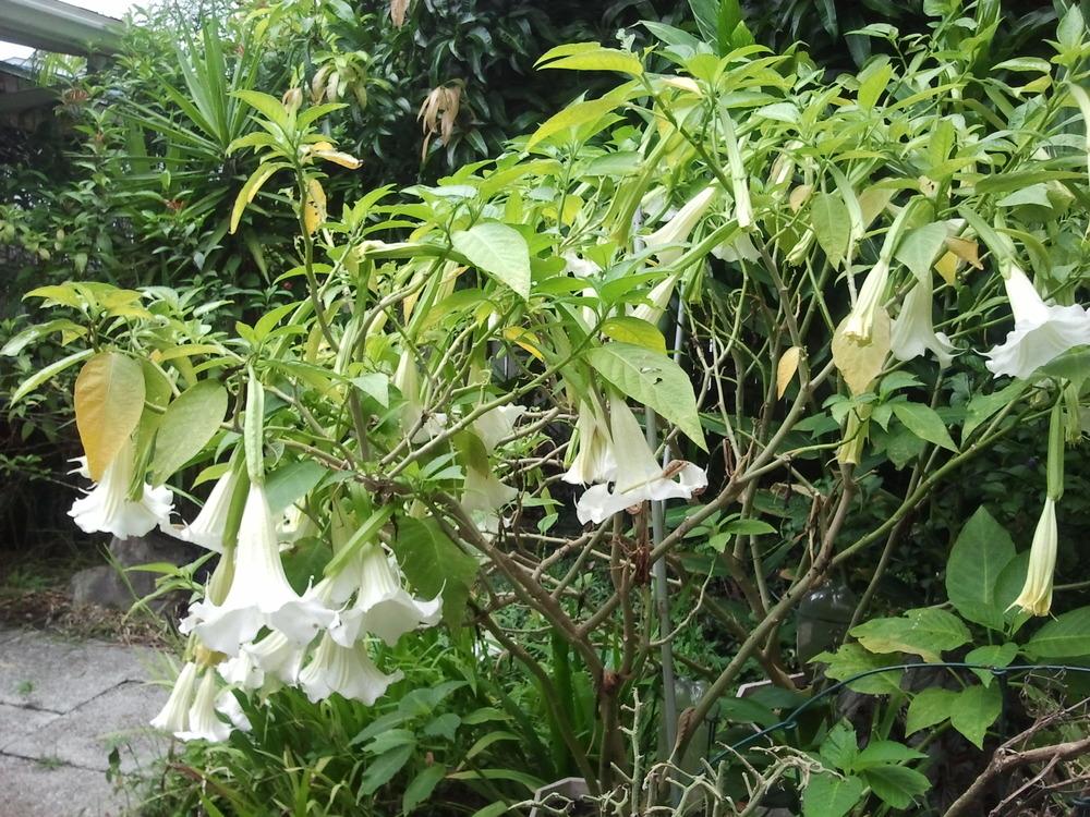 Photo of Angel Trumpet (Brugmansia 'Monster White') uploaded by dyzzypyxxy