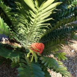 Location: Miami, FL
Date: 2011-12
Fairchild gardens, Zululand cycad with cone