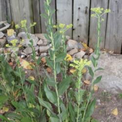 Location: Waterloo, Ontario
Date: 2014-08-23
Second year plant, just about ready to bloom. First year was just