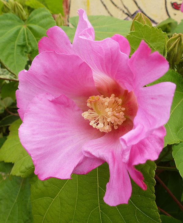 Photo of Confederate Rose (Hibiscus mutabilis) uploaded by Calif_Sue