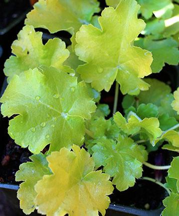 Photo of Coral Bells (Heuchera 'Lime Rickey') uploaded by Calif_Sue