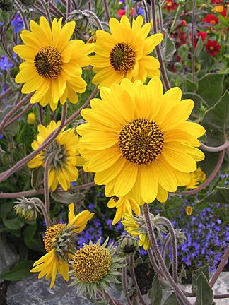 Photo of Downy Sunflower (Helianthus mollis) uploaded by Calif_Sue