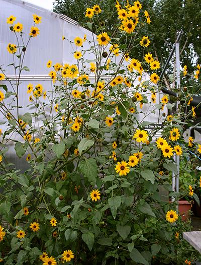 Photo of Sunflowers (Helianthus annuus) uploaded by Calif_Sue