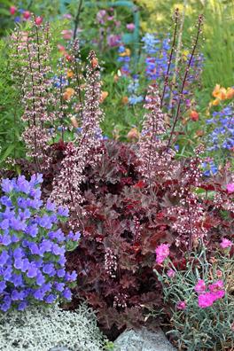 Photo of Coral Bells (Heuchera 'Melting Fire') uploaded by Calif_Sue