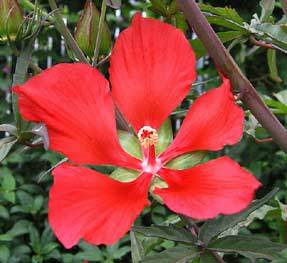 Photo of Texas Star (Hibiscus coccineus) uploaded by Calif_Sue