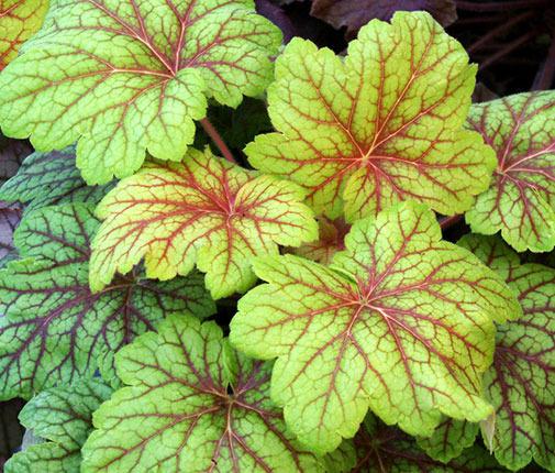 Photo of Coral Bells (Heuchera 'Electric Lime') uploaded by Calif_Sue