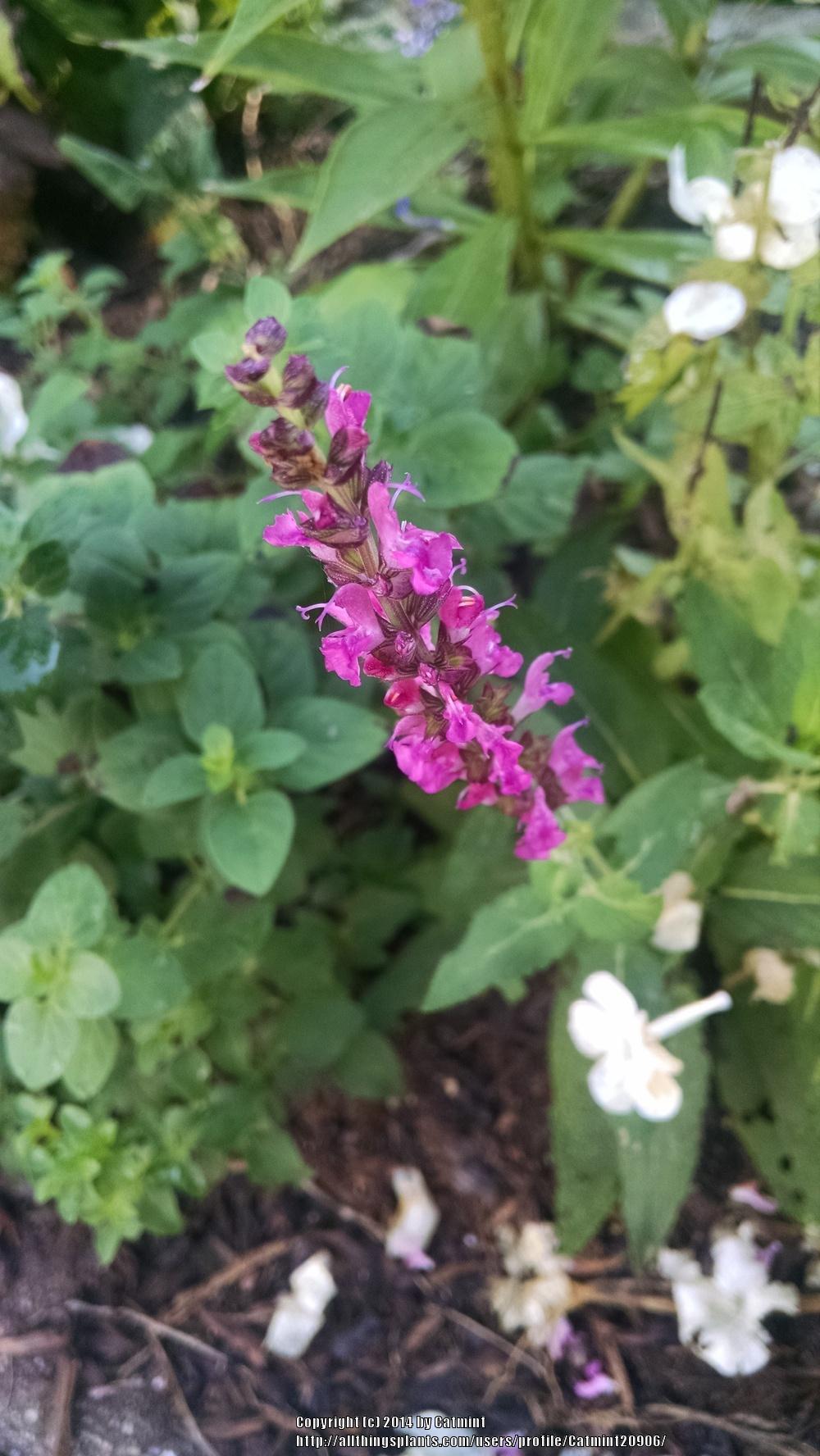 Photo of Perennial Woodland Sage (Salvia nemorosa 'New Dimension Rose') uploaded by Catmint20906