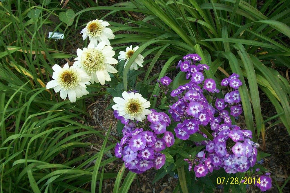 Photo of Garden Phlox (Phlox paniculata 'Laura') uploaded by Hazelcrestmikeb
