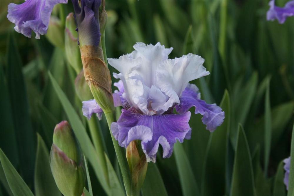 Photo of Tall Bearded Iris (Iris 'Endless Waltz') uploaded by KentPfeiffer