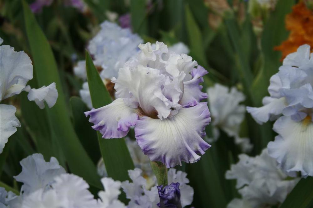 Photo of Tall Bearded Iris (Iris 'Enamored') uploaded by KentPfeiffer