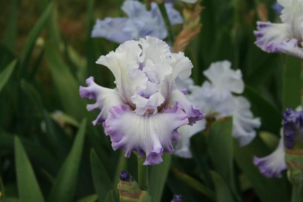Photo of Tall Bearded Iris (Iris 'Enamored') uploaded by KentPfeiffer