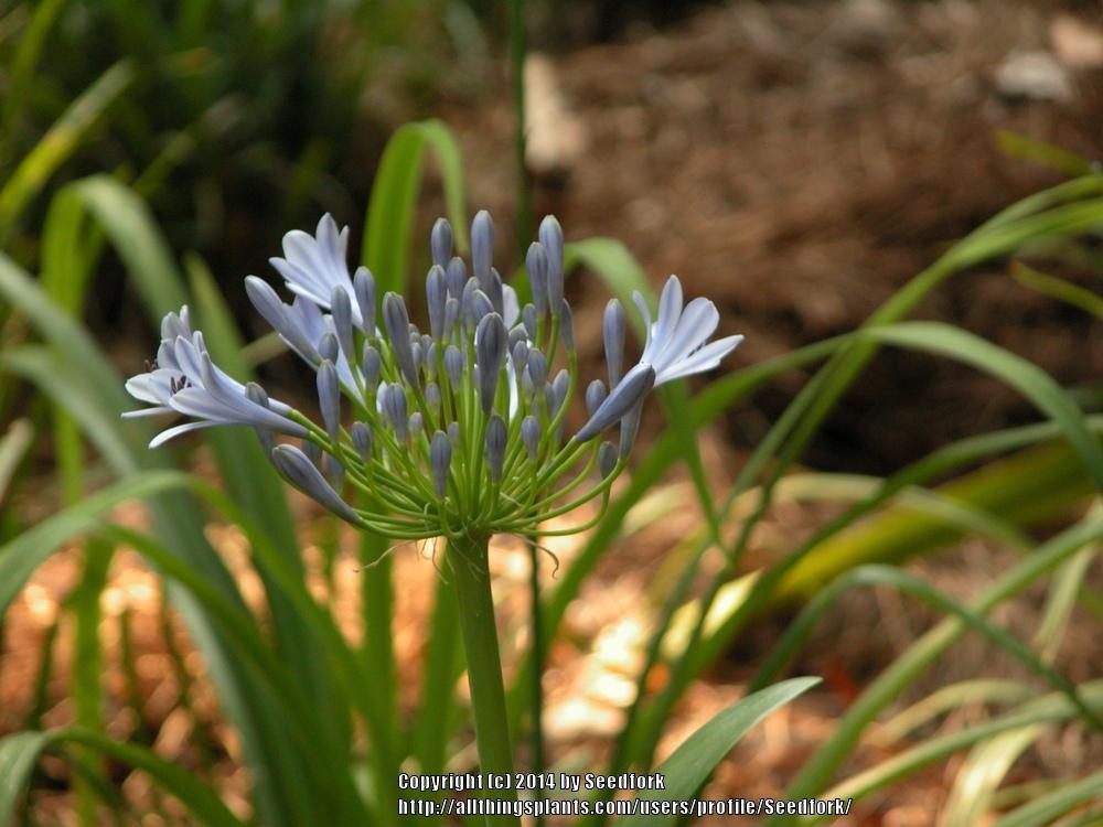 Photo of Lily of the Nile (Agapanthus) uploaded by Seedfork