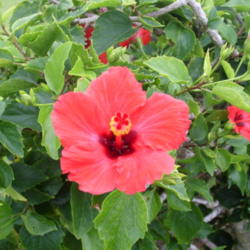 Location: Kapaa (Kauai), Hawaii at Pono Kai Resort 
Date: 2014-01-16
Hibiscus flower and buds
