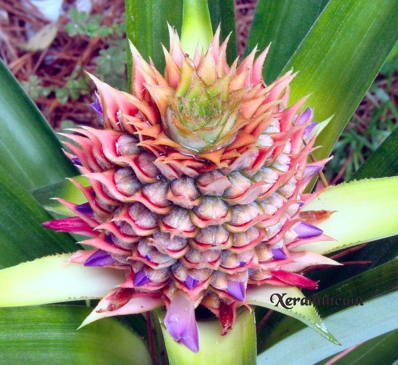 Photo of Pineapple (Ananas comosus) uploaded by Xeramtheum