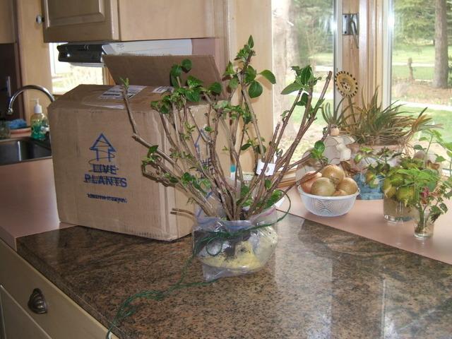 Photo of Bigleaf Hydrangea (Hydrangea macrophylla Magical® Amethyst) uploaded by pirl