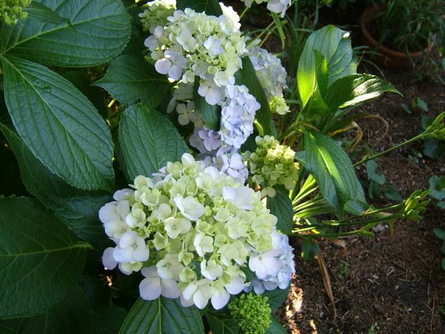 Photo of Bigleaf Hydrangea (Hydrangea macrophylla Magical® Amethyst) uploaded by pirl