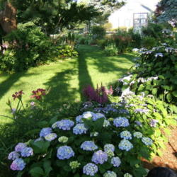 Location: Belmont garden
Date: 2011-0706
Belmont garden setting.
