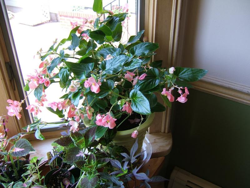 Photo of Dragon Wing Begonia (Begonia Dragon Wing® Pink) uploaded by pirl