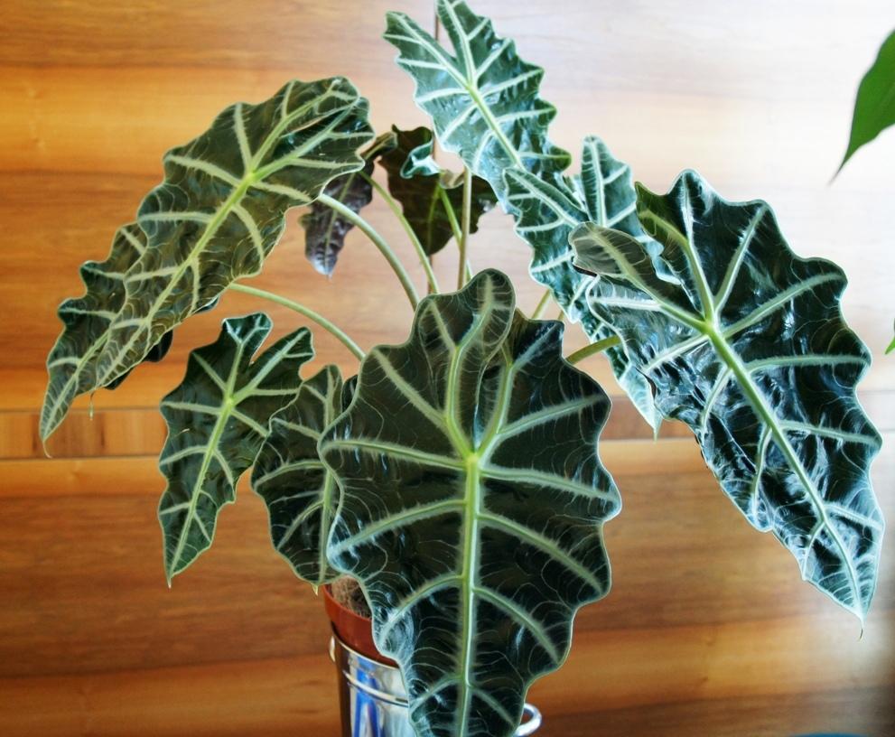 Photo of African Mask (Alocasia 'Polly') uploaded by skylark
