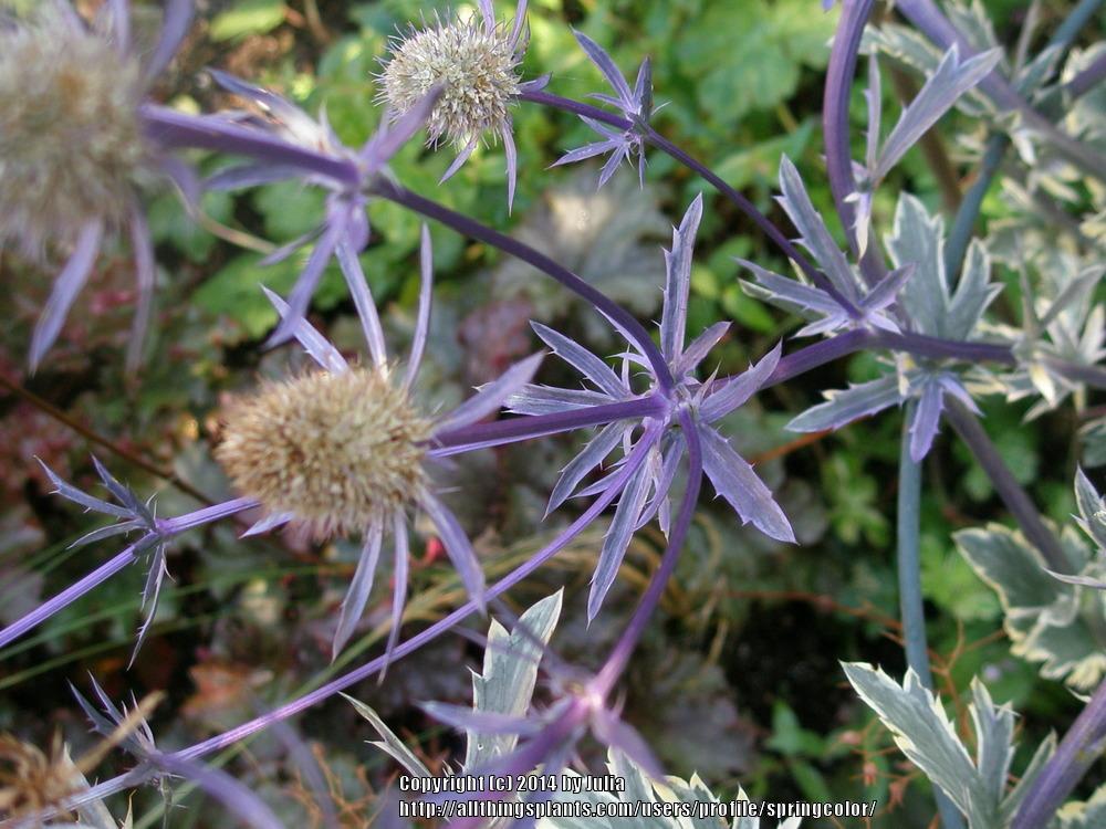 Photo of Sea Holly (Eryngium planum 'Jade Frost') uploaded by springcolor