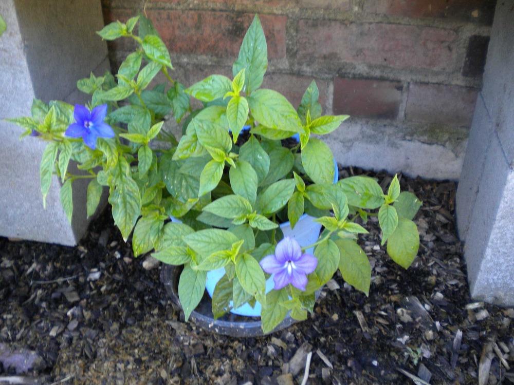 Photo of Bush Violet (Browallia speciosa 'Blue Bells') uploaded by woofie