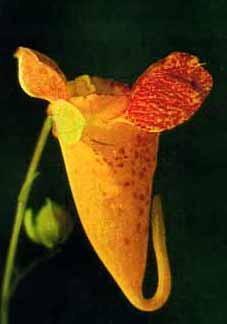 Photo of Orange Jewelweed (Impatiens capensis) uploaded by Calif_Sue