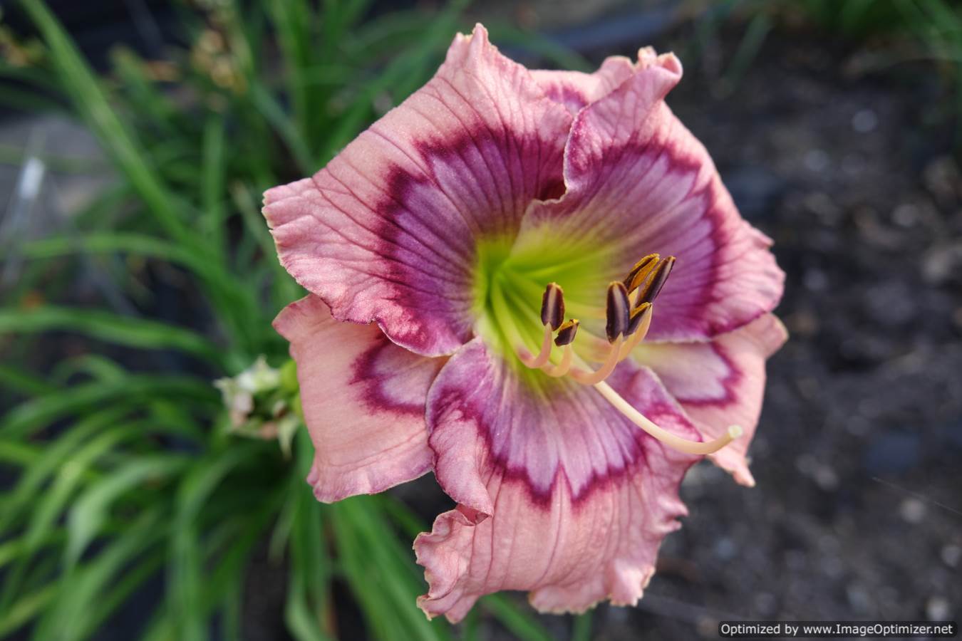 Photo of Daylily (Hemerocallis 'James Fennell') uploaded by Calif_Sue