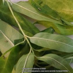 Location: Maryland
Date: 2014-08-25
Tiny, 2nd instar Monarch caterpillars on tropical milkweed leaves