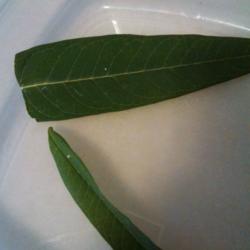 Location: Maryland
Date: August 19, 2014
Monarch eggs on tropical milkweed leaves