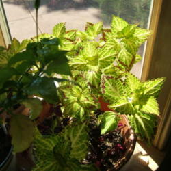 Location: Very sunny kitchen window.
Date: 2014-0309
Growing beautifully.