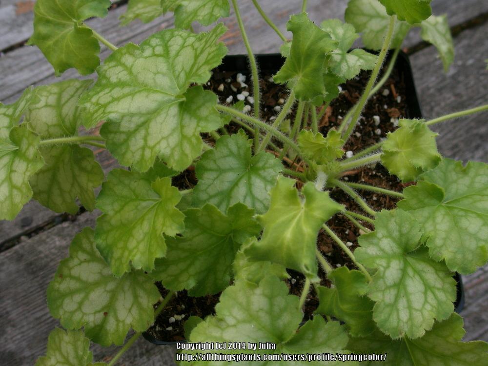 Photo of Coral Bells (Heuchera 'Carnival Limeade') uploaded by springcolor