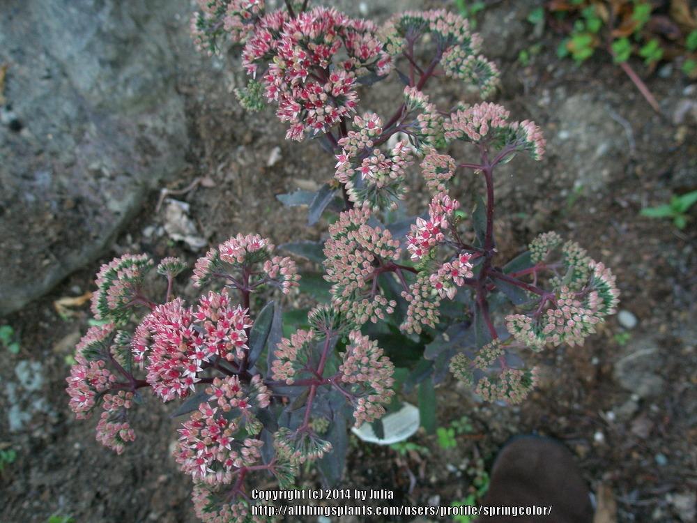 Photo of Stonecrop (Hylotelephium Garnet Brocade™) uploaded by springcolor