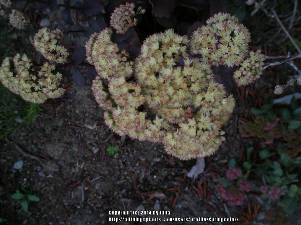 Photo of Stonecrop (Hylotelephium Banana Split) uploaded by springcolor
