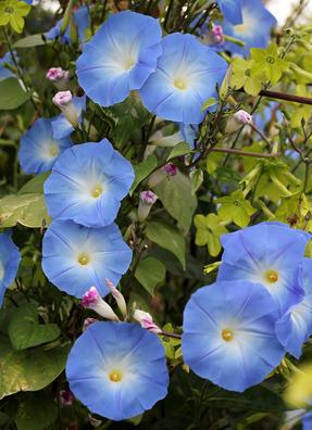 Photo of Morning Glory (Ipomoea tricolor 'Heavenly Blue') uploaded by Calif_Sue