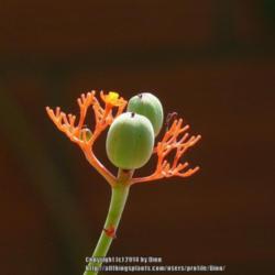 Location: Mysore, India
Date: 2014-03-08
Unless we tie a cover on the pod the seeds explode - we estimate 