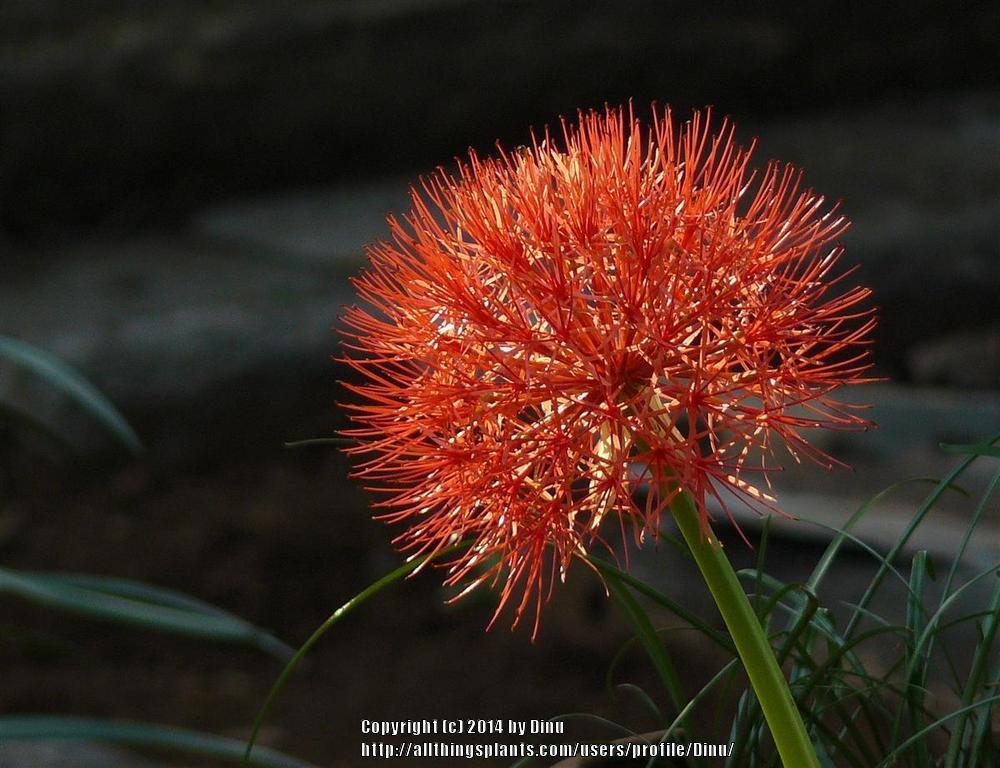 Photo of African Blood Lily (Scadoxus multiflorus) uploaded by Dinu