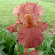 This Iris can have very different appearances depending on light.