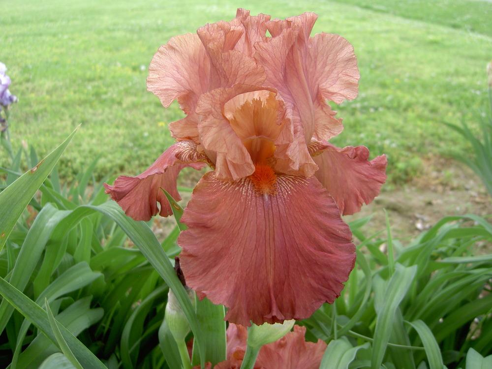 Photo of Tall Bearded Iris (Iris 'Arizona Sandstone') uploaded by Muddymitts