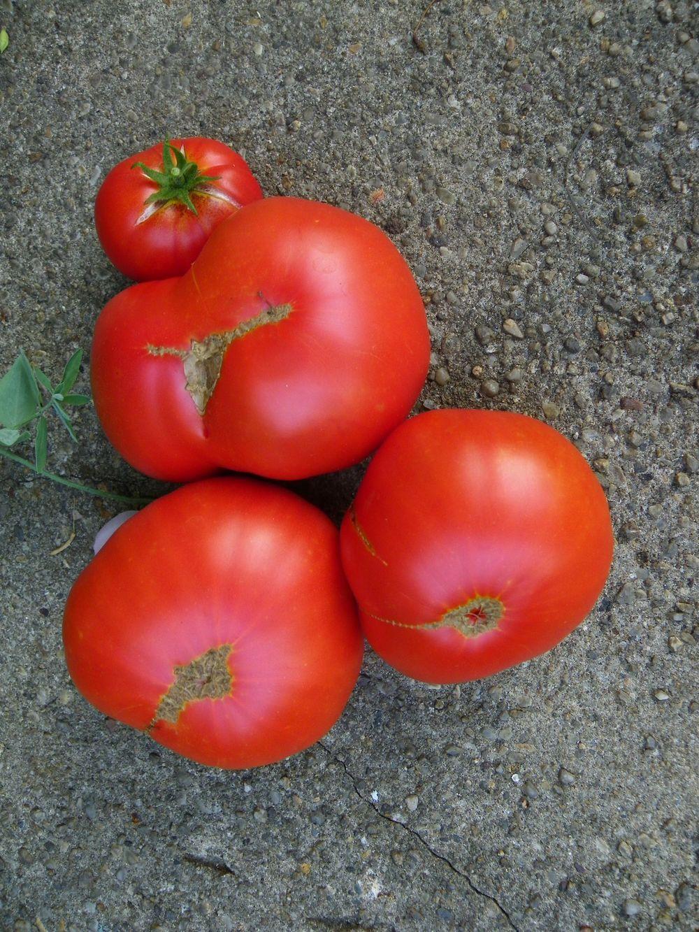 Photo of Tomato (Solanum lycopersicum 'Steakhouse Hybrid') uploaded by Newyorkrita