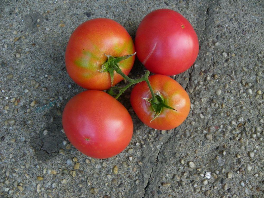 Photo of Tomato (Solanum lycopersicum 'Pink Girl') uploaded by Newyorkrita